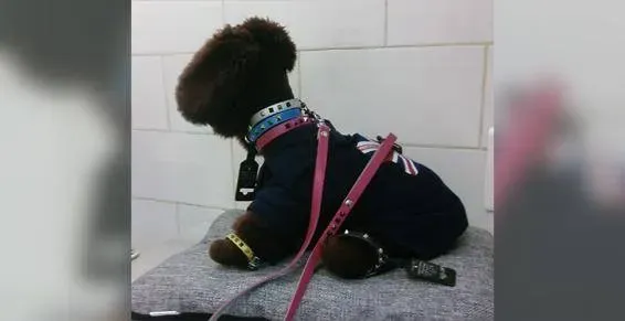 Sellerie félin près de Mésanger