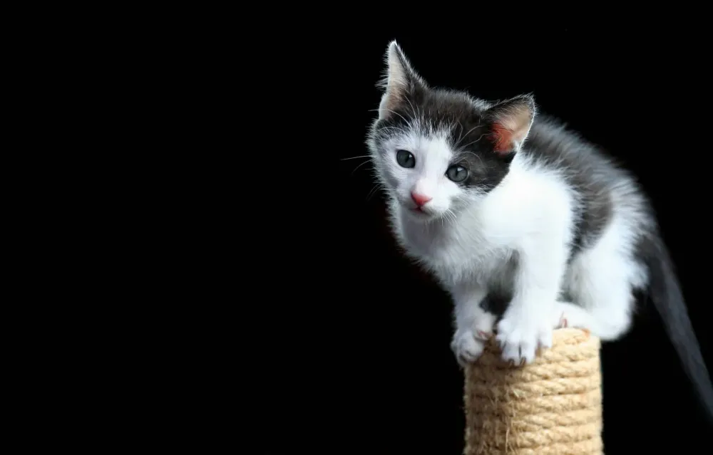 Toilettage chat près de Mésanger